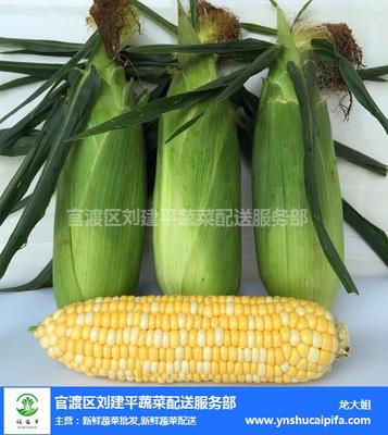 昆明有机新鲜蔬菜批发价格 昆明有机新鲜蔬菜 刘建平蔬菜配送